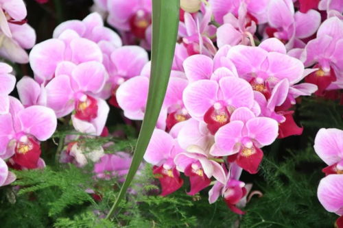 元旦祝福 自帶喜氣的綠植花卉，伴您走進2019