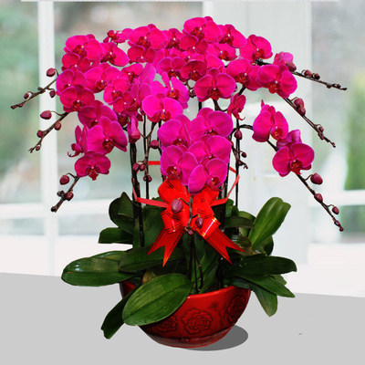 蝴蝶蘭禮盒大揭秘 如何選購(gòu)一臺(tái)不打烊的“提花機(jī)”？